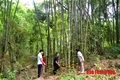 Huyện Quan Sơn: Khởi công xây dựng nhà máy chế biến nguyên liệu từ cây họ tre theo tiêu chuẩn FSC