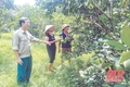 Cẩm Quý (huyện Cẩm Thủy): Thoát nghèo nhờ cây bí đao