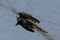 Mạnh tay ngăn chặn nạn săn bắt chim trời ở Thanh Hóa