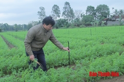 Huyện Hoằng Hóa triển khai được 155 mô hình tích tụ ruộng đất
