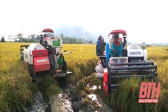 Tránh thiệt hại do bão số 5, toàn tỉnh đã thu hoạch lúa đạt 52,1% diện tích
