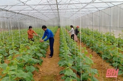 Nhà nông trẻ Thanh Hóa là đại biểu nhận Giải Lương Định Của năm 2020 được yêu thích nhất