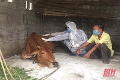 Huyện Yên Định tăng cường các biện pháp phòng, chống bệnh viêm da nổi cục trên trâu, bò