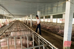 Tập trung các biện pháp cấp bách phòng, chống bệnh dịch tả lợn châu Phi