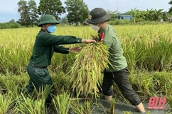 Hơn 800 cán bộ, công an, bộ đội và các lực lượng huyện Như Thanh đồng loạt gặt lúa giúp dân