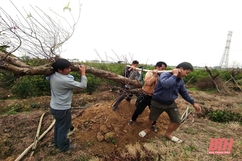 Nông dân Thanh Hóa chuẩn bị xuất bán cây cảnh vụ cuối năm