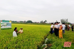 Tập huấn kỹ thuật xử lý rơm rạ sau thu hoạch và giảm phân hóa học cho nông dân huyện Như Thanh, Thiệu Hóa