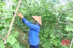 Huyện Thọ Xuân phát triển các sản phẩm nông nghiệp chủ lực