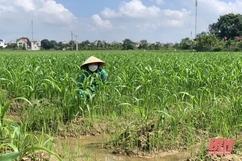 Huyện Triệu Sơn tập trung khôi phục sản xuất vụ đông sau mưa lũ