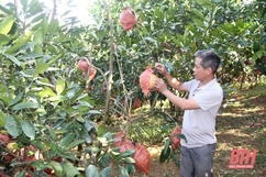 Vườn bưởi “tiến vua” hơn 4.000 quả chờ cung ứng dịp Tết