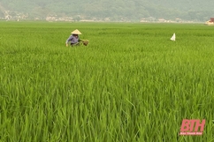 Chuyển đổi cơ cấu cây trồng ở xã Hà Lĩnh