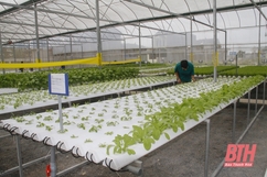 Mở rộng diện tích sản xuất rau màu trong nhà lưới