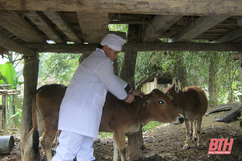 Rà soát, chấn chỉnh tiêm vắc xin phòng bệnh cho đàn vật nuôi