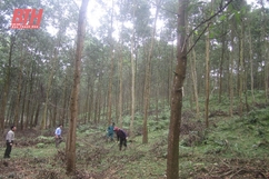 Như Thanh phát triển rừng trồng gỗ lớn góp phần tái cơ cấu ngành lâm nghiệp