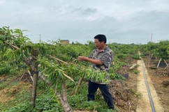 Hiệu quả chuyển đổi đất lúa kém hiệu quả sang trồng đào cảnh ở xã Vân Sơn