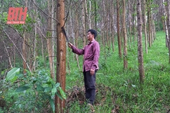 Trồng rừng gỗ lớn ở Như Xuân