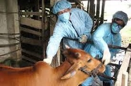 Huyện Triệu Sơn triển khai công tác tiêm phòng cho đàn gia súc, gia cầm đợt 1-2018