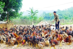 Hội Cựu chiến binh huyện Như Xuân tích cực phát triển kinh tế trang trại, gia trại