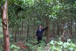 Huyện Như Xuân vận động người dân trồng rừng gỗ lớn