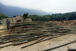Huyện Quan Hóa: Nhiều giải pháp nâng cao giá trị kinh tế của cây luồng