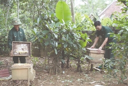 Cựu chiến binh Ngọ Văn Bình và mô hình trồng rừng, nuôi ong lấy mật
