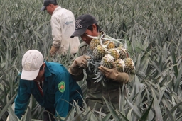 Huyện Cẩm Thủy: Nhiều diện tích sản xuất nông nghiệp trồng tự phát khó khăn về đầu ra