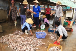 Bất cập trong xử lý các cơ sở chế biến hải sản gây ô nhiễm môi trường ở huyện Hậu Lộc