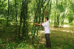 Tập huấn kỹ thuật phục tráng thâm canh rừng luồng cho 3.019 người
