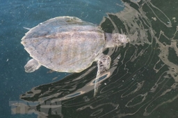 Báo động tình trạng ngày càng ít rùa biển lên bờ đẻ trứng