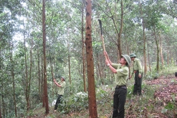 Hơn 370.104 ha rừng đã được chi trả dịch vụ môi trường rừng