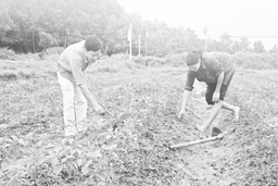 Huyện Ngọc Lặc phấn đấu gieo trồng vụ đông đạt 1.300 ha