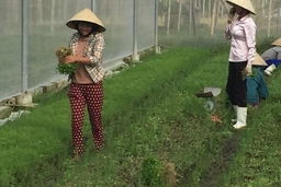 500 ha trồng cây rau màu xuất khẩu của huyện Thọ Xuân cho hiệu quả kinh tế cao
