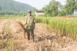 Gặt trộm lúa mùa – chuyện thật như đùa ở xã Hoằng Trung