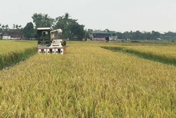 Huyện Đông Sơn: Xây dựng được 30 cánh đồng sản xuất lúa mẫu lớn