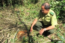 Liên tiếp phá rừng đặc dụng trái phép