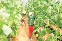 Hiệu quả sau hơn 3 năm tái cơ cấu nông nghiệp ở huyện Thường Xuân