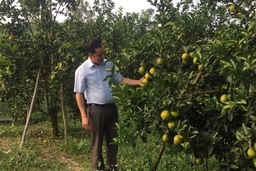 Huyện Như Xuân: Chuyển đổi 1.300 ha đất trồng mía, sắn kém hiệu quả sang trồng cây lâm nghiệp, cây ăn quả