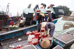 Toàn tỉnh khai thác được 57.504 tấn hải sản trong vụ cá Nam