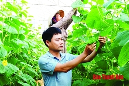 Tích tụ đất đai, phát triển cây trồng có giá trị kinh tế cao tại huyện Thường Xuân