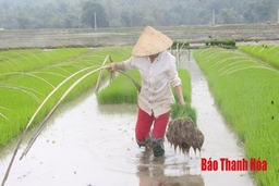 Huyện Lang Chánh: Xây dựng 100 ha lúa sản xuất theo hướng tập trung, thâm canh