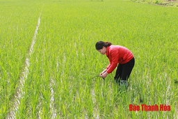 Huyện Quảng Xương có 310 ha lúa chiêm xuân được liên kết sản xuất và bao tiêu sản phẩm