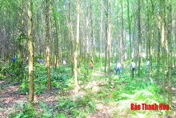 Huyện Thường Xuân chuyển đổi được 3.100 ha rừng gỗ lớn