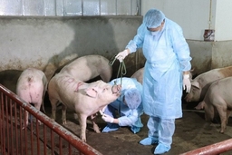 Tiếp tục tăng cường công tác phòng, chống bệnh dịch tả lợn Châu Phi trên địa bàn tỉnh