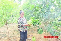 Huyện Như Xuân chuyển đổi diện tích mía, sắn kém hiệu quả sang trồng cây ăn quả cho giá trị kinh tế cao