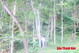 Huyện Lang Chánh: Khai thác tiềm năng, lợi thế phát triển rừng trồng gỗ lớn