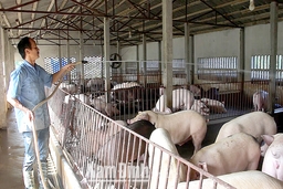 Tập trung thực hiện nhiệm vụ, giải pháp phát triển chăn nuôi lợn theo chuỗi giá trị, đảm bảo an toàn sinh học và bền vững
