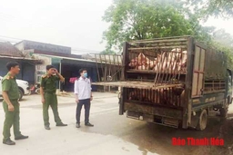 Bắt giữ xe tải chở lợn không có giấy tờ kiểm dịch