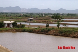 Huyện Nga Sơn phát triển nuôi trồng thủy sản