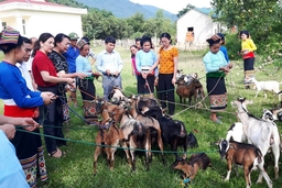 Trao hỗ trợ 37 con dê giống sinh sản cho hội viên, phụ nữ nghèo dân tộc thiểu số