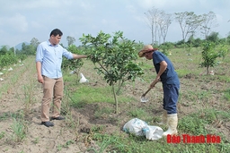 Kết quả bước đầu từ sản xuất nông nghiệp ứng dụng công nghệ cao tại huyện Thường Xuân